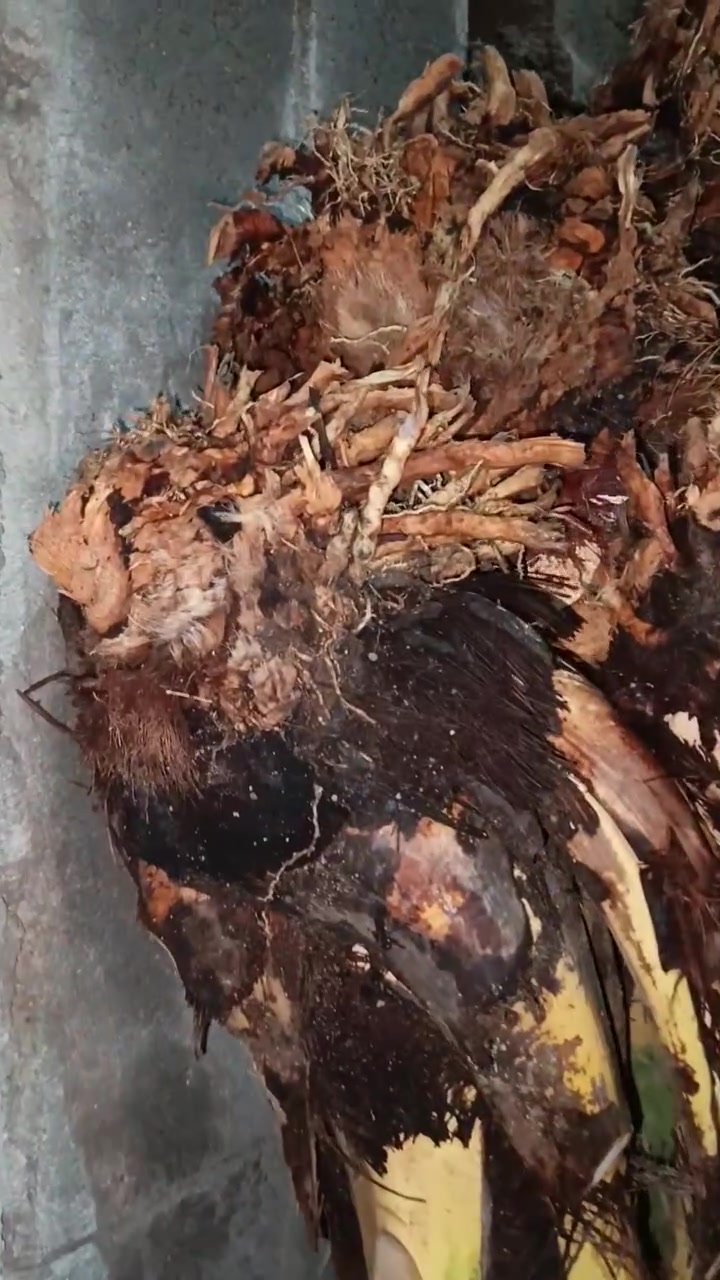 نخل برحي • قضاء سفان • سعر مناسب