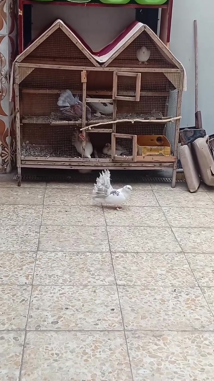 قفص • للبيع • البصره القبله