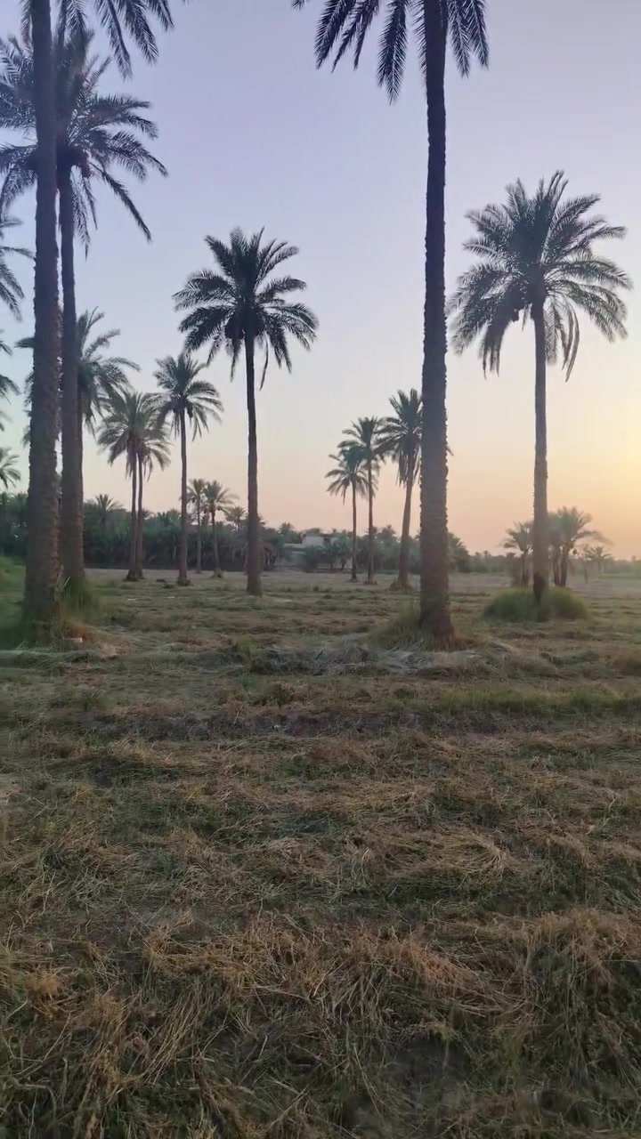 سلام عليكم ٢٠ دونم للبيع مخدوم ومزروع نخل جاهز لسكن او لزراعه سند ٢٥ بسم شخص واحد تحويل مباشر شارع ١١ متر ماي سقى واصله كهرباء مجاري جاهر من كلشي العنوان طوريج الرجيبه ع شارع مباشر يبعد عن الشارع الرئيسي ١٠٠ يباع مفرد او كلهن السعر الدونم الواحد ٨٥ وبي مجال قليل الاستفسار الاتصال على الرقم ***********
