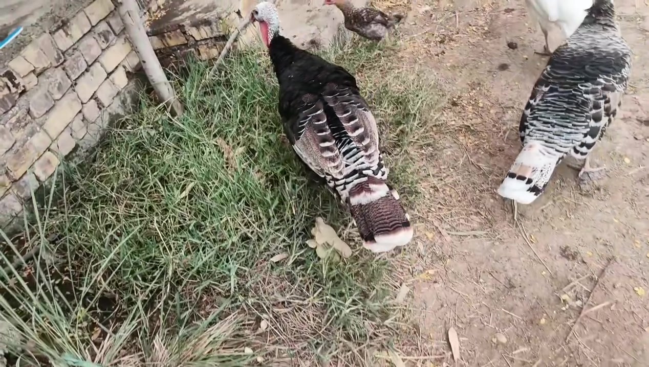 فسيفس • ٤ حبات • حله محاويل