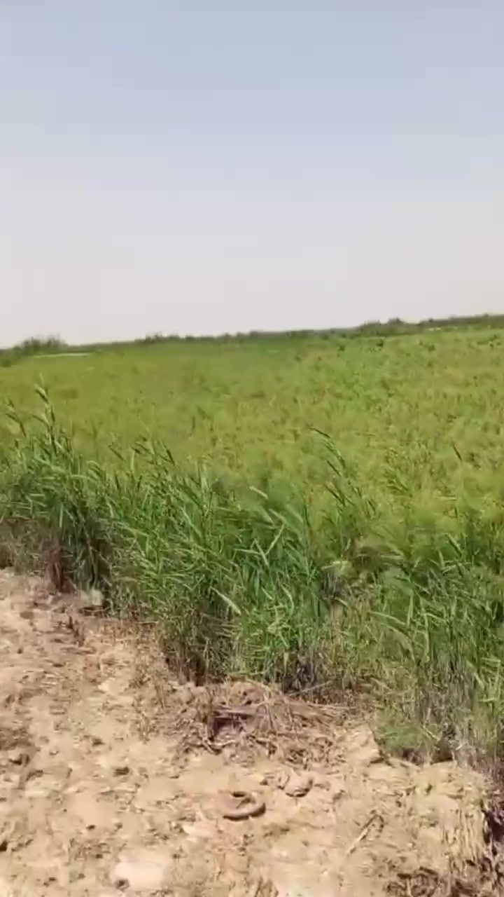 سلام عليكم ارض 165 دونم نص بحيرات ونص ارض عدله تسقي سيح طول السنه ماء كهرباء تبليط يبعد واحد كيلو سند 25 بسم شخص واحد العنوان ناحية اسكندريه شارع محكمة اسكندريه سعر الدونم 15مليون الاتصال ***********
