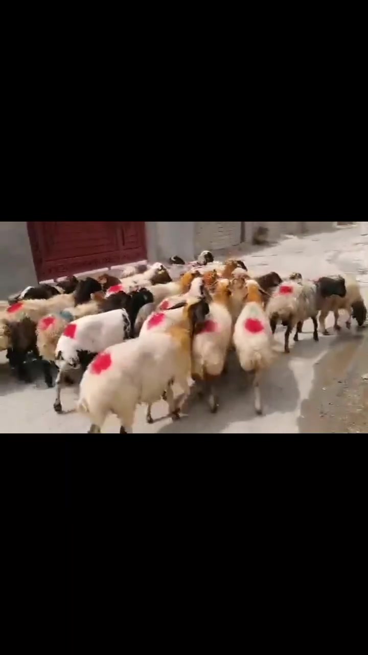 وراجين سنين وبيها اربع سنون بدله درج اوله وبيها عشار شراي يتصل عل رقم 📱 المكان بيجي ***********
