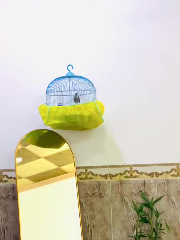 كناري • للبيع • قفل