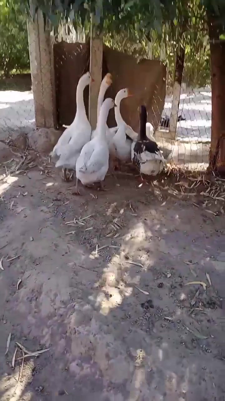 بطات كوبرا • مربيات بيت • ٥ بطات