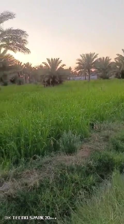 السلام عليكم 3 دونم طابو زراعي سند 25 ; طابو الكاظميه . 
واجهه 81 تباع تقطيع او كليا حسب رغبه المشتري
الارض مزروعه وكامله بيهه 50 نخله وبيهه 20 زيتونه 
شارع تبليط - ماء - كهرباء - ماء سقي  
تبعد عن الكاظميه 15 دقيقه موقع الارض التاجي سبع البور -
- البصام -
*********** بي واتساب #
