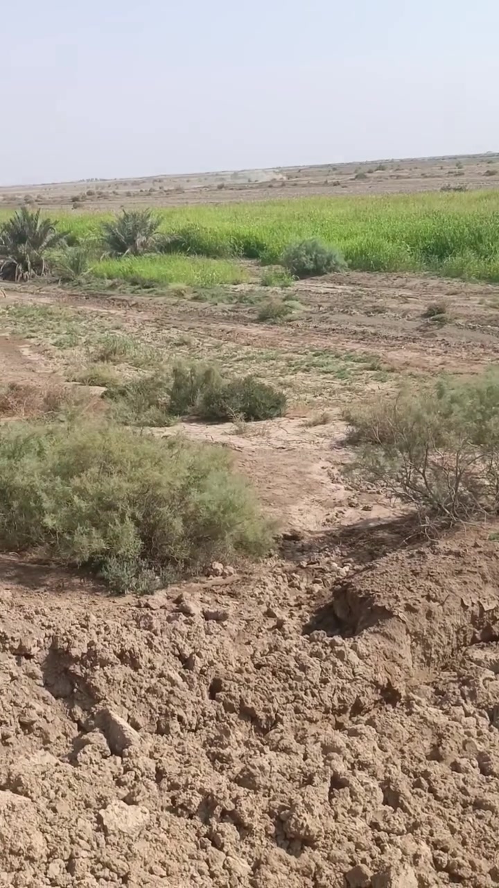 البدير • ٥ دونم • ذرة امريكية