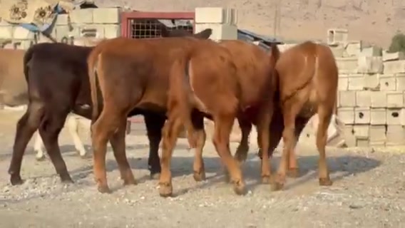 ماشاءالله
 ٥نينكوني بورةي بوكاني ئةسلي كولي بيلاد جنسي شير نمونة لةجواني بةركةلين بوفروشتن
بۆسعر1بنوسن
***********
***********
@إشارة 
پەیجی مەیدانی ئاژەڵان ڵە کوردستان
