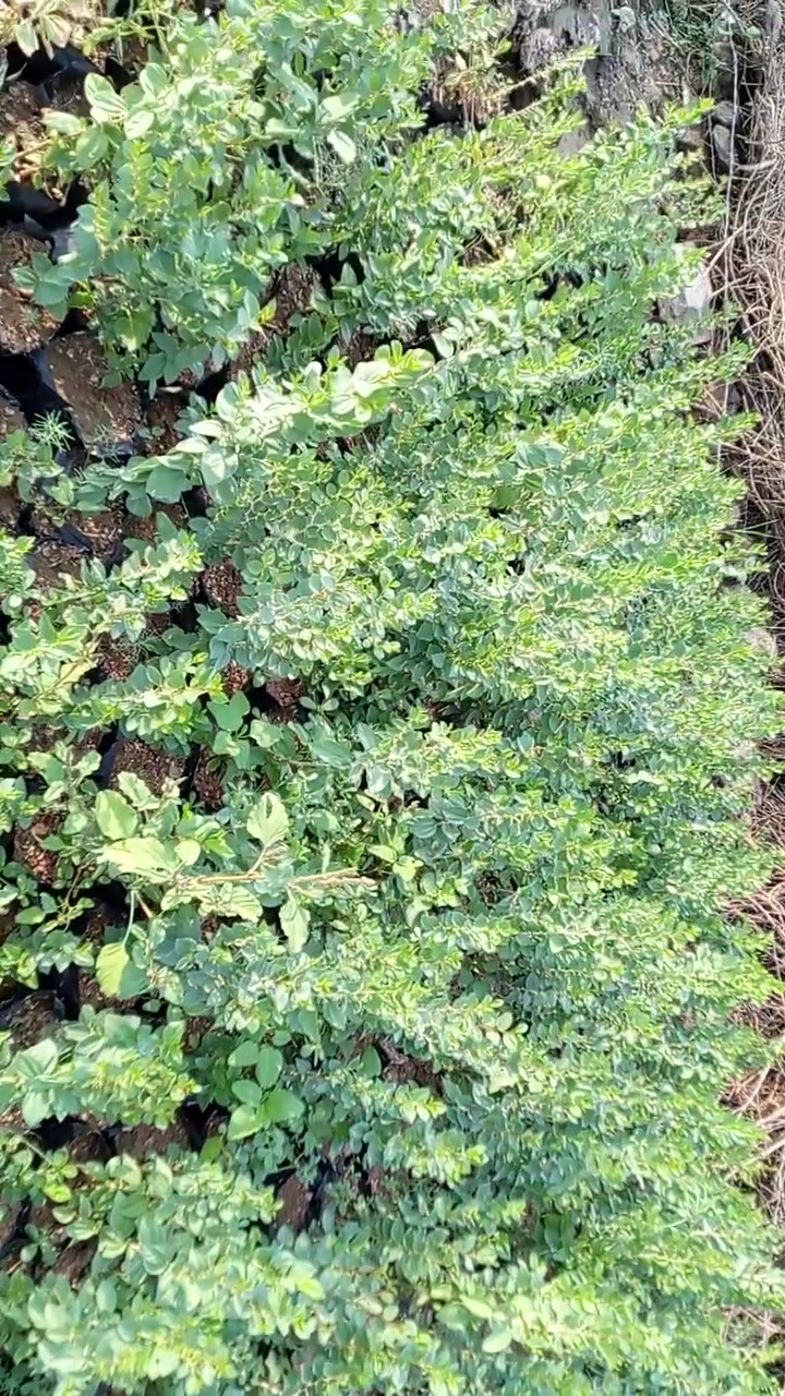 السلام عليكم سدر حشري شتله ب500 توصيل ماعندي مكان بغداد ***********واتساب
