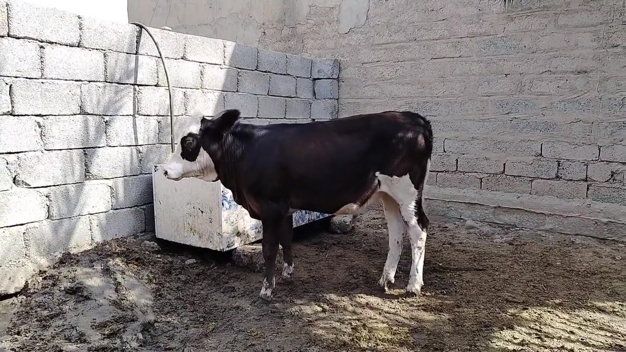 جوز حوليات • اصليات • الشرقاط الخضرانيه