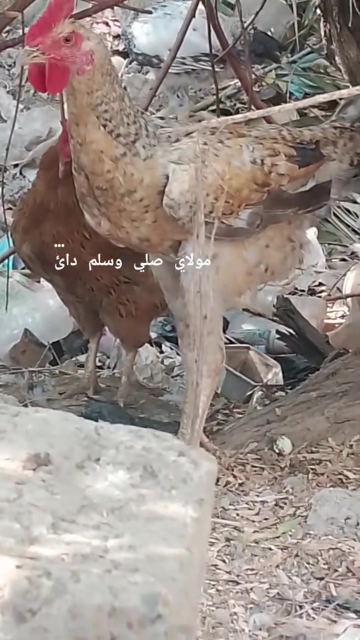ديج عرب • بيع مستعجل • جامع الأمير علي