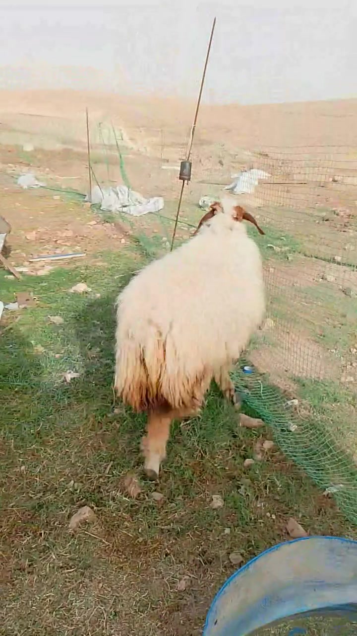 دجه سمينه • عشره • توصيل