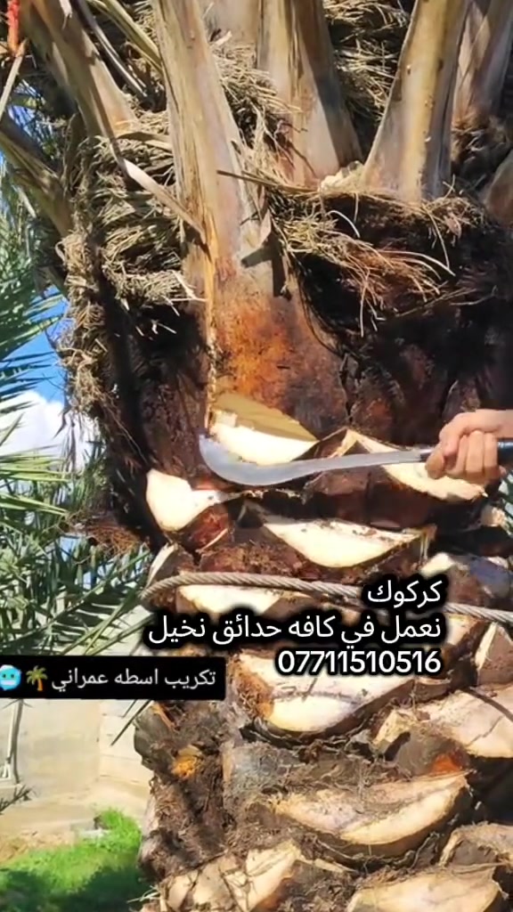 🌴 من كركوك نبدأ… ومع النخيل ننجح
نعمل في النخيل والزراعة ونقدم خبرة عملية لتطوير الإنتاج 🌱 للتواصل:***********
إذا تريد إنتاج أفضل ونخيل أقوى، تابعنا وتعلم أسرار الزراعة الصحيحة 💪
💡 خبرة… جودة… عطاء
📍 كركوك
#كركوك
