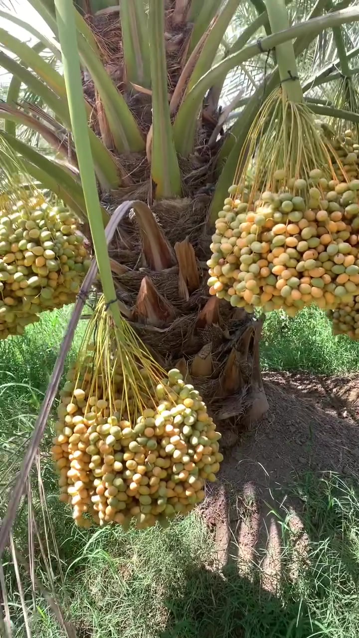 صنف البرحي 
***********

