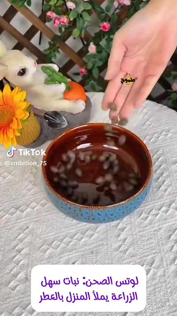 أسعد الله مسائكم بكل خير 🌹🌹
على بركة الله تتوفر بذور نبات الوتس (بثمانية ألوان) 
المغلف يحتوي (10) بذرات بسعر 5الف 
كل 4مغلفات توصيل مجاني 
للطلب ***********
يتوفر توصيل لكل المحافظات
