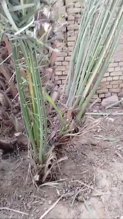افراخ نخل • نخل برحي • القرنه النهيرات