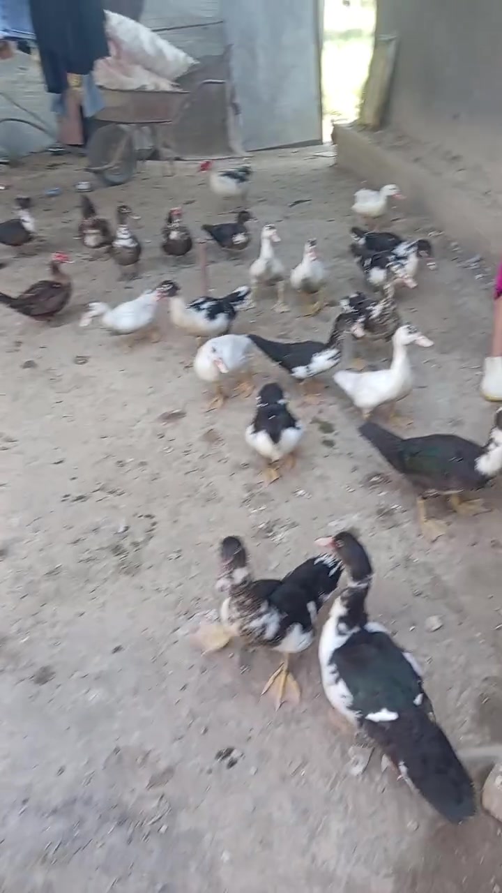 بش مصري اللبيع مخاليف الزوج ١٣ الف مكاني بابل قريب العلويه شريفه ع ***********
