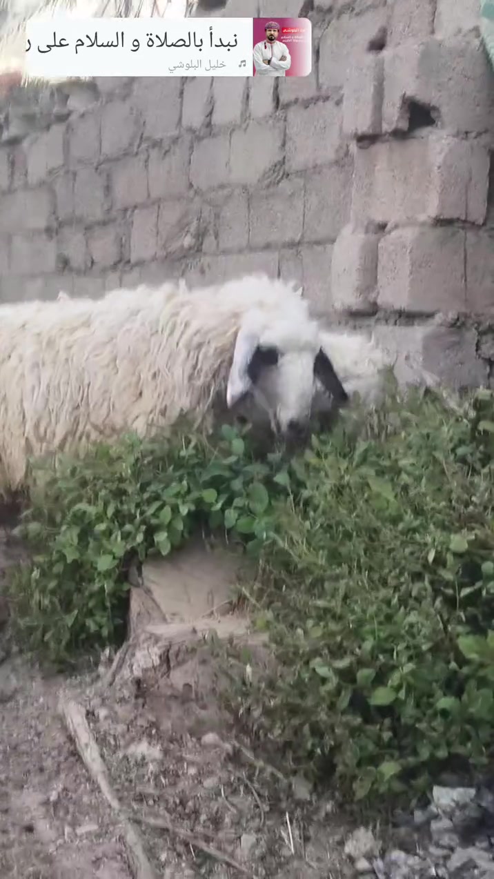 دجه او فطيمة للبيع
***********
