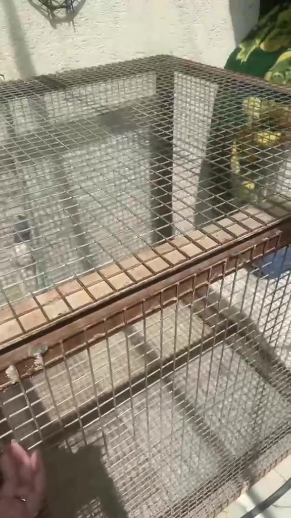 قفص مال حيوان مكانه بصره حيانيه الاستفسار على هذا الرقم ***********
