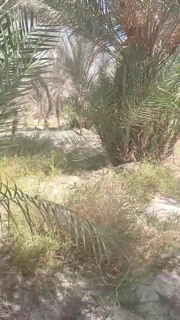 بستان • ٣٠ نخلة • كربلاء طريق نجف