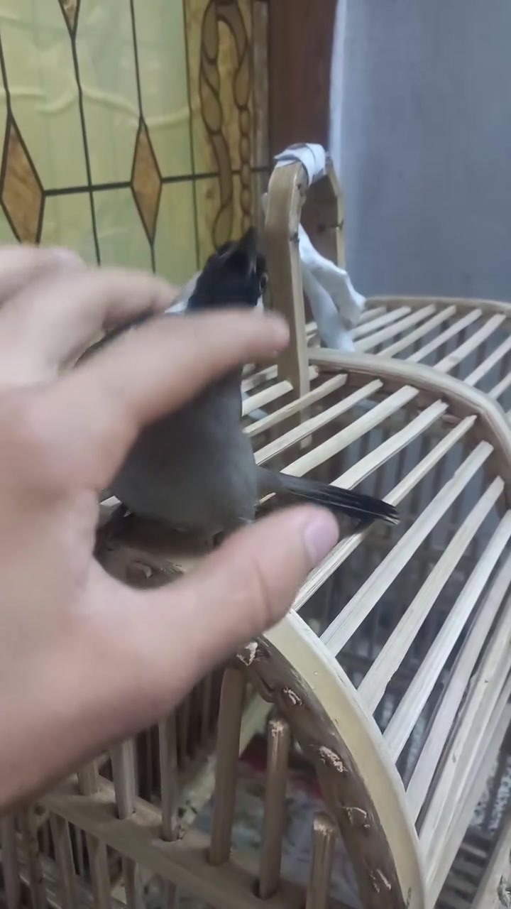 السلام عليكم عندي بلبل نوع جنس ما اعرف فول اليف يطلع بره  برواز فول نضافه ميه من ميه مكاني بغداد كماليه  رقمي ***********  سعر ٨٠ الف بالعافيه على ياخذه

