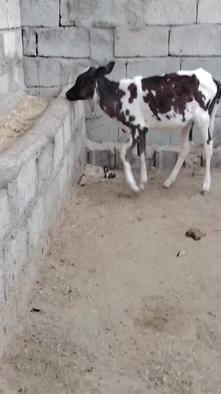 السلام عليكم
للبيع جوز حوليات جنس اصليات يرهمن ربط وجنيه عمارهن ٣ أشهر وشرط النصاحه السعر مليون و 530 وبيهن مجال قليل الاستفسار الاتصال على الرقم *********** // *********** موجود توصيل حسب الاتفاق
