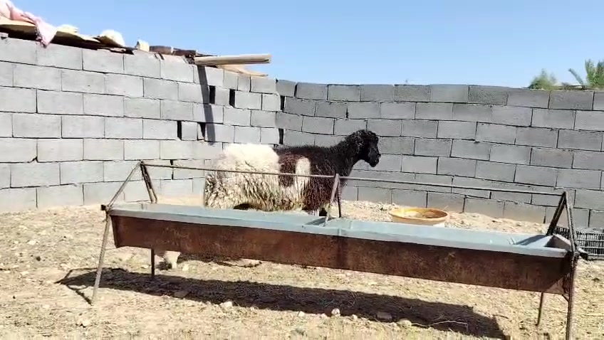 متاح ثنيه ثاني بطن شرط فول خشان شرط نصاح سن وشطر وعلاكل عيب حانيه بحض صاحبه، مبدله 6 سنون ماشالله عليه نعجه فاخره فوول سعره 335 وبيها مجال للشراي مكان الانبار حديثه *********** وبي واتساب
