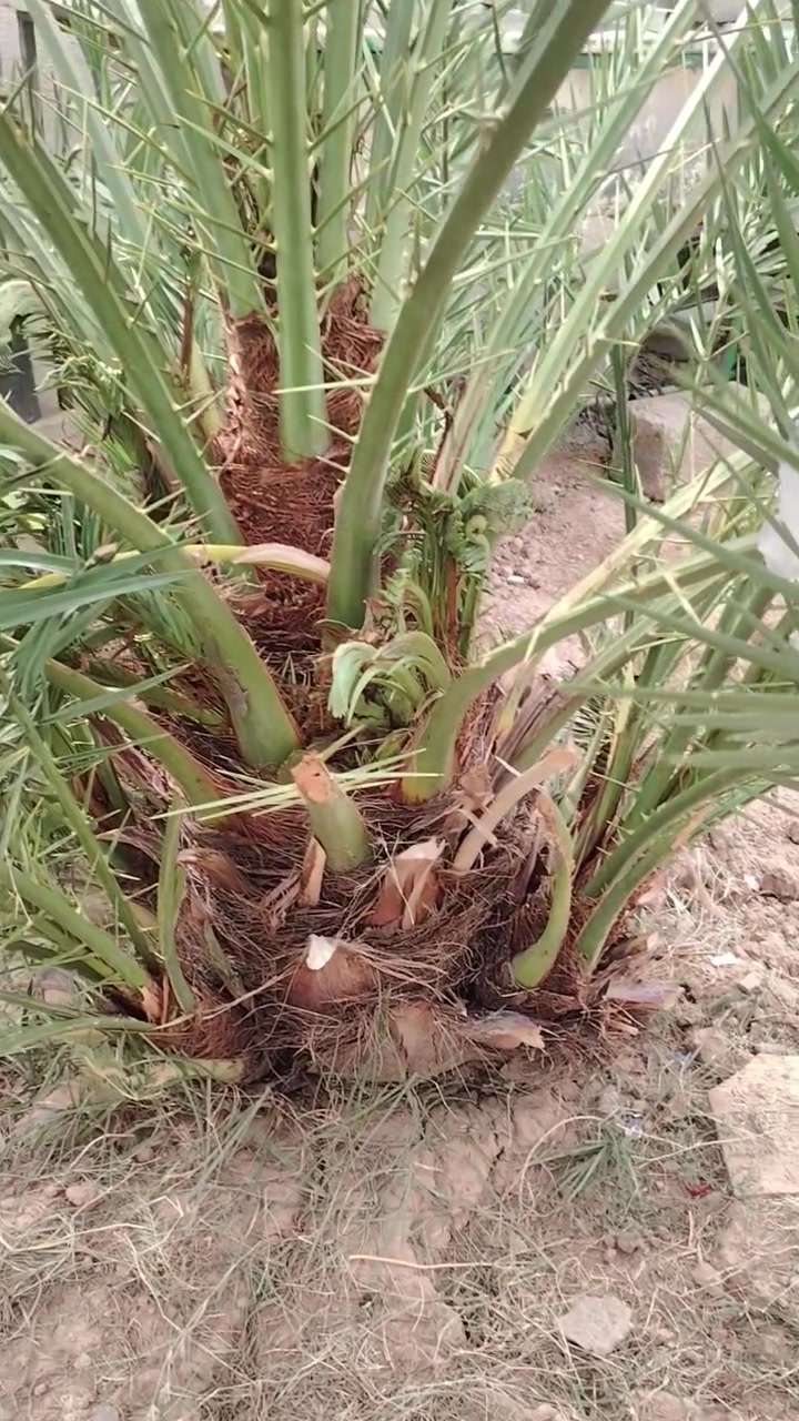 ابريمه درج أوله رقم الهاتف ***********
