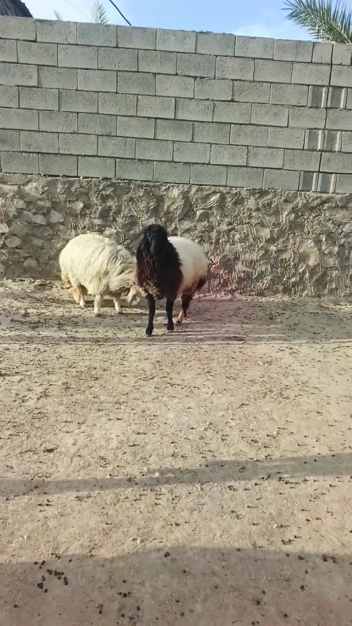 بسم الله ما شاء الله تبارك الله اخوان متاح دجات اثنين رقم واحد يرهمن كصب يرهم جنيه ما شاء الله تبارك الله سعر الزوج 865 وبيهن مجال بسيط للشراي المكان زويه ناحيه الفرات قرب قضاء هيت جزيره البونمر للشراي يتصل او يتواصل واتساب ***********  @إشارة
