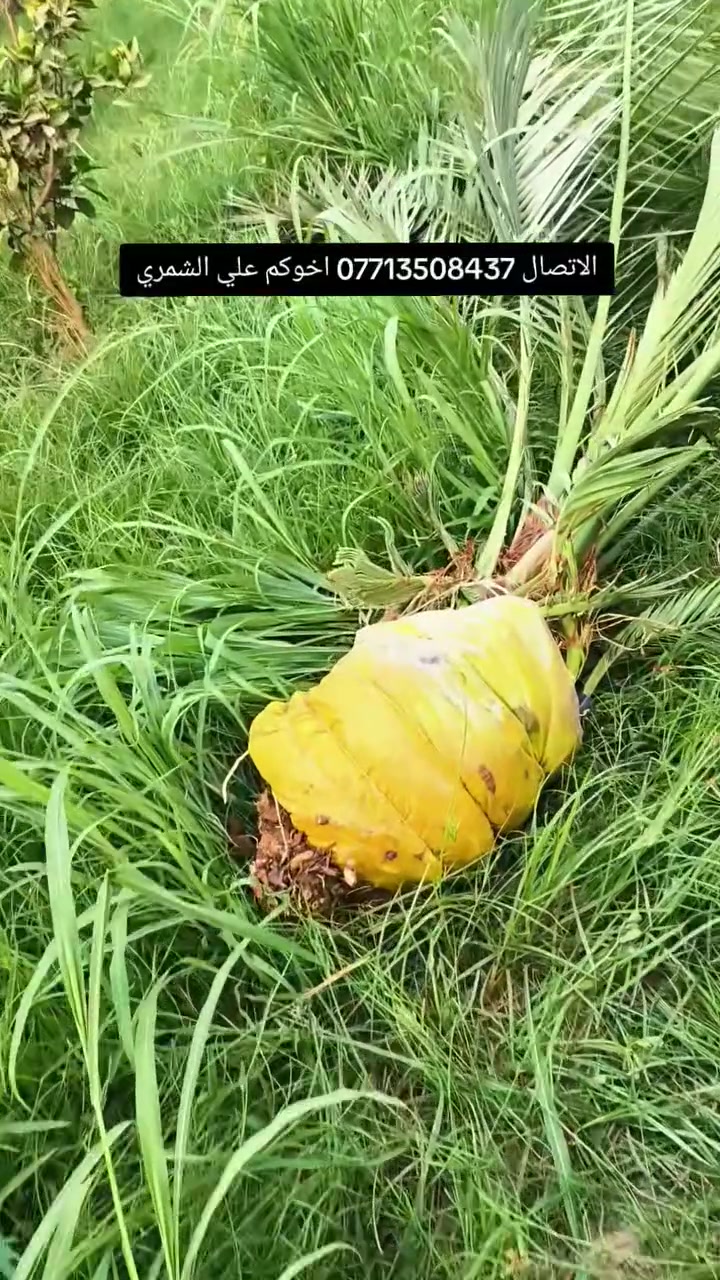 السلام عليكم بتاريخ/ 15/8/2026/ تم قلع  فسائل برحي مجذر من تحت الام للاخ ابو احمد ايضا يتوفر فسائل برحي مجذرة احجام خشنة  وفسائل مجهول هذا بوصل ضمان لحين الاثمار  القلع بحضور المشتري الي راغب بالشراء عنواني واسط الصويرة لاتصال  *********** علي الشمري البيع النخيل

