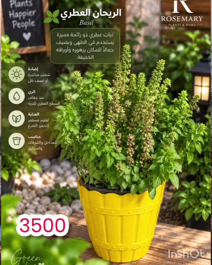🌿 ROSEMARY | روزماري 🌿
نزرع الجمال… ونضيف للمكان روحًا 🤍💚
نختار لكم بعناية كل ما يضيف لمنازلكم لمسة من الطبيعة والجمال 🪴🐠🐦
🪴 نباتات منزلية وظلية
🐠 أسماك زينة ومستلزماتها
🐦 طيور زينة ومستلزماتها
🌱 تفاصيل من الطبيعة… نختارها لكم بمحبة.
💚🌿 اقتَنِ ما تستطيع رعايته، فالكائن الحي🦜🐠🪴 أمانة بين يديك 𓆩🤍𓆪
🚗 توصيل داخل بغداد
📱 ***********
واتساب – رسائل فقط📩
📘 فيسبوك: روز ماري للنباتات الظلية
📸 إنستغرام: @Rosemary.Plants
🎵 تيك توك: @rosemary.plants
✨ من حق الزبون عدم استلام الطلب في حال عدم مطابقته للمعروض.
روزماري… لمسة من الطبيعة في كل مكان. 🌿🤍
