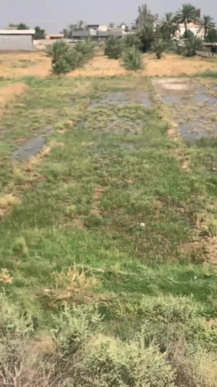 سلام عليكم دونم ونص اللبيع اشيحة يبعد عن معمل ازيوت 400 متر طابو بيع مستعجل وجهة 32 خدمات كملة سعر جد مناسب ***********
