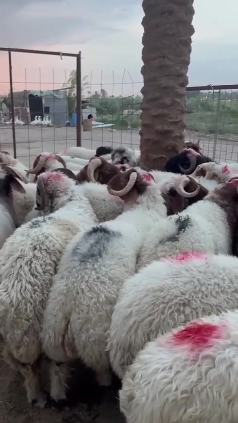خرفان الديرة • خروف رطبة • سوق 8شباط