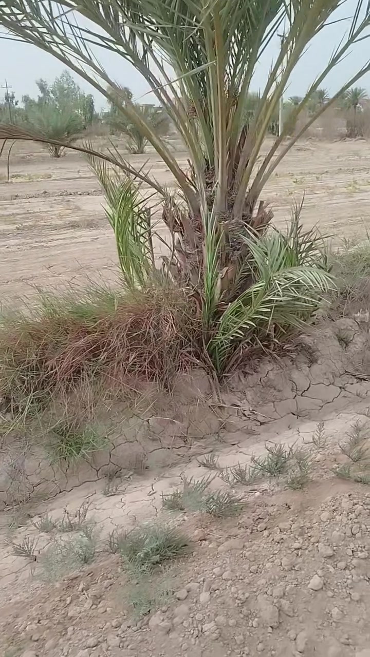 نخل • ١متر • ٢متر