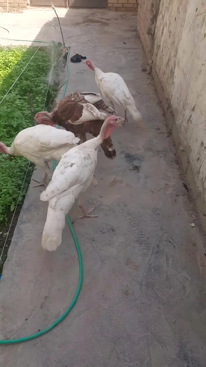 فسيفسات • ألوانهن • اناث 2 ذكور 3