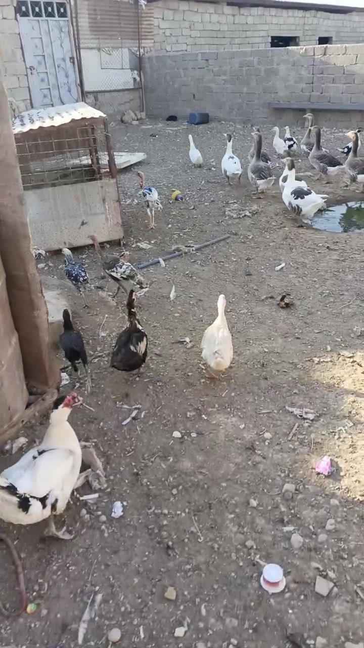 سلام عليكم اخوان عندي بط مصري او عادي دجاج بنواعهاا مال بيت البيع محتاج بيعهن ***********
