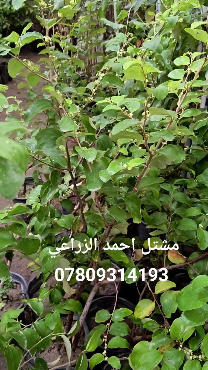 سدر التفاحي • صنف راقي • مشتل أحمد