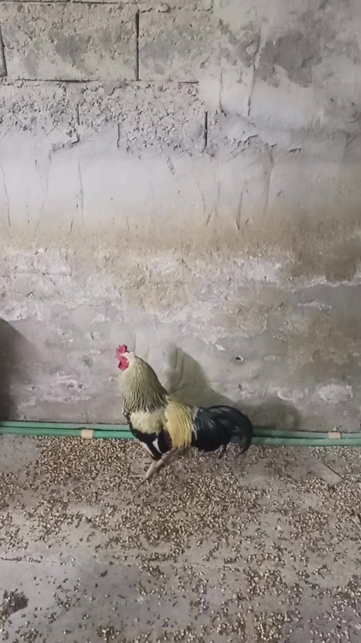 ديك • للبيع