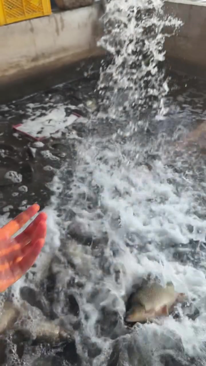 🐟 علوة أسماك القاسم
سمك شوي وقلي متوفر عدنا
الكيلو ٤ آلاف دينار

📍 مقابل كوفي أجواء، مجاور مجمع النيزك
🛵 يوجد لدينا توصيل داخل القاسم فقط
🔥 يوجد لدينا شوي

بإدارة حسين العكيلي

‭***********‬
