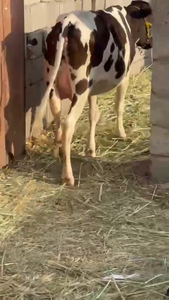 بسم الله الرحمن الرحيم بجر هوش عل عل ولاد بجر حلوه وفقيره مكان ميسان ,***********

