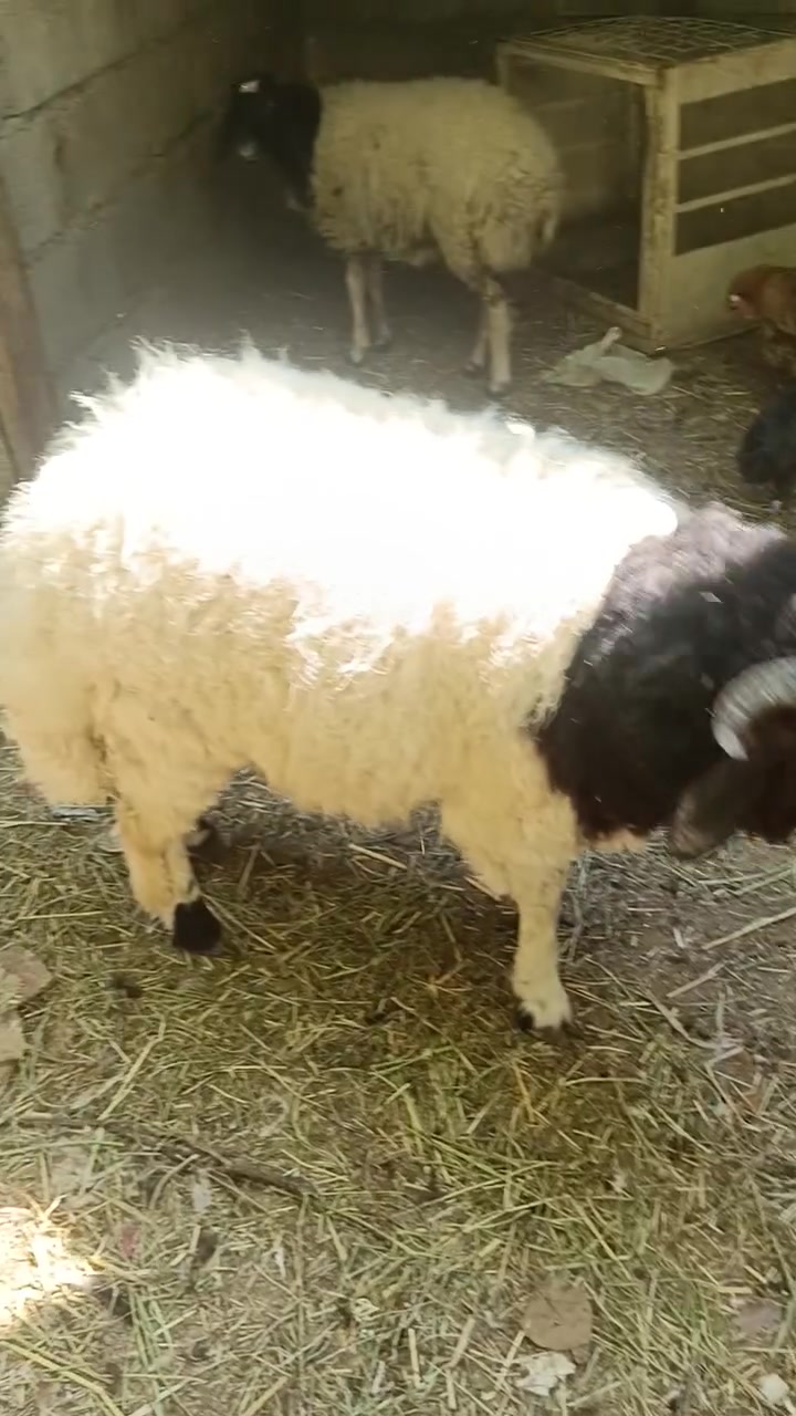 للبيع طليان عدد 2 اوزان تكريت حماد شهاب اتصال وتساب ***********

