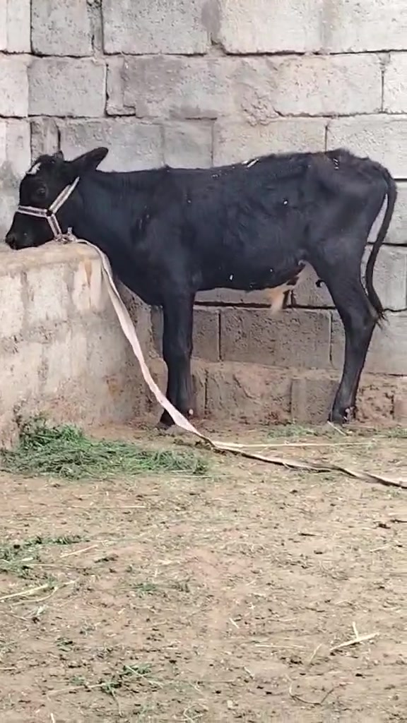 ٤ قطع • أصليات • تفريد
