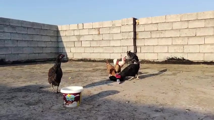 متاح دجاج عربي شلع ابيع 
4+1لبيضه تريد تكرك وحده عله وجه

مبياض وثنين يبيضن

مكاني بغداد الراشديه الشراي يتفضل

خاص متواجد او تصال ***********
