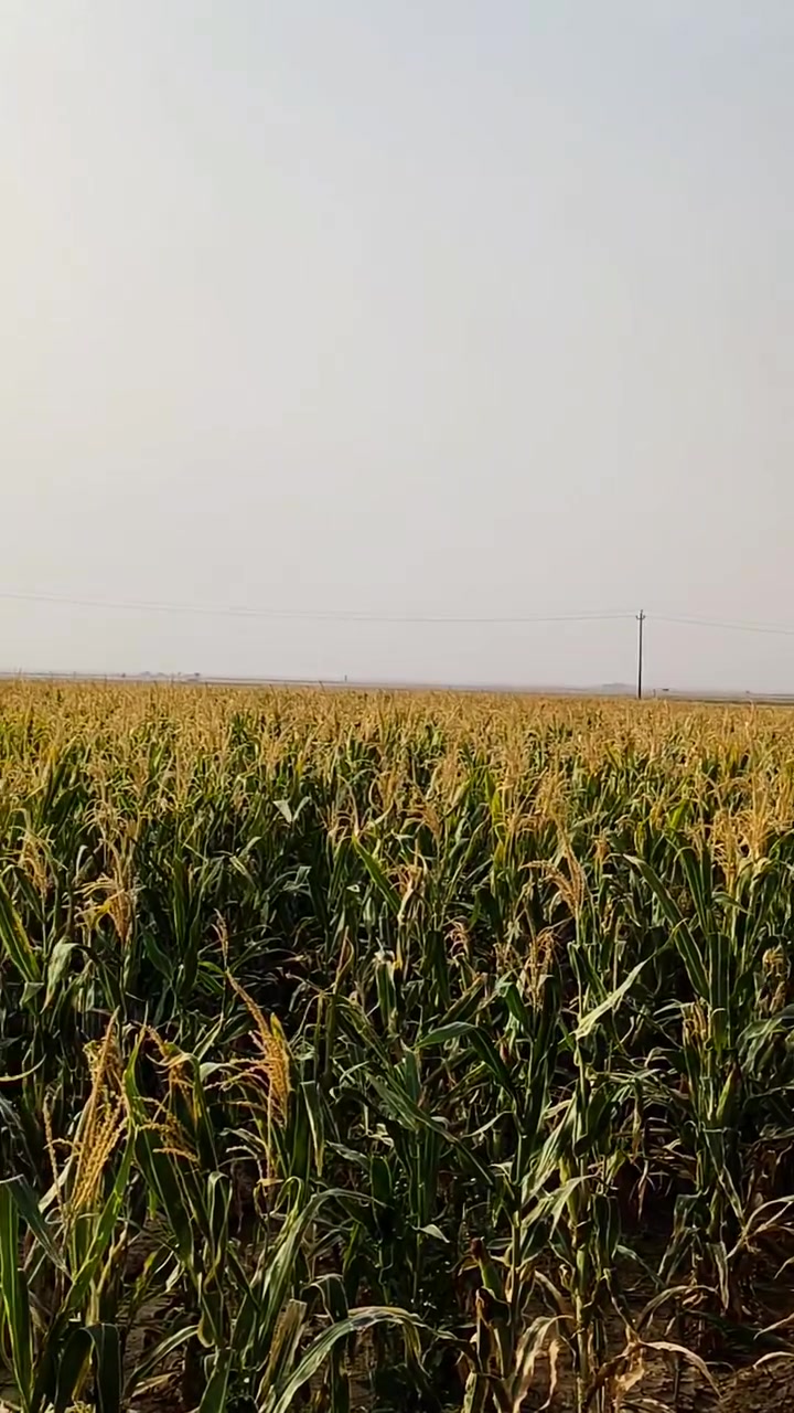 صفره سيلاج • ٨ دونم • للبيع