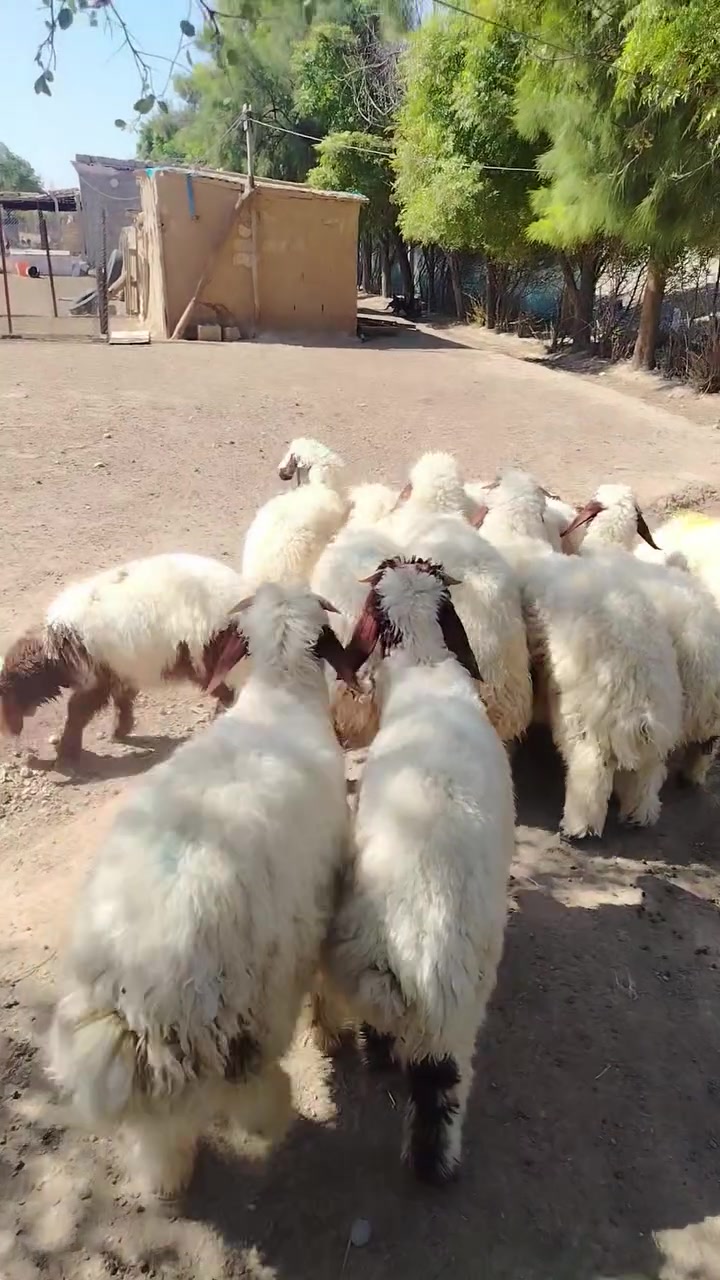 داوانزە  بەرخ جوان بۆ  فرۆشتن  شەش   نیروو شەشە مێ    ***********
