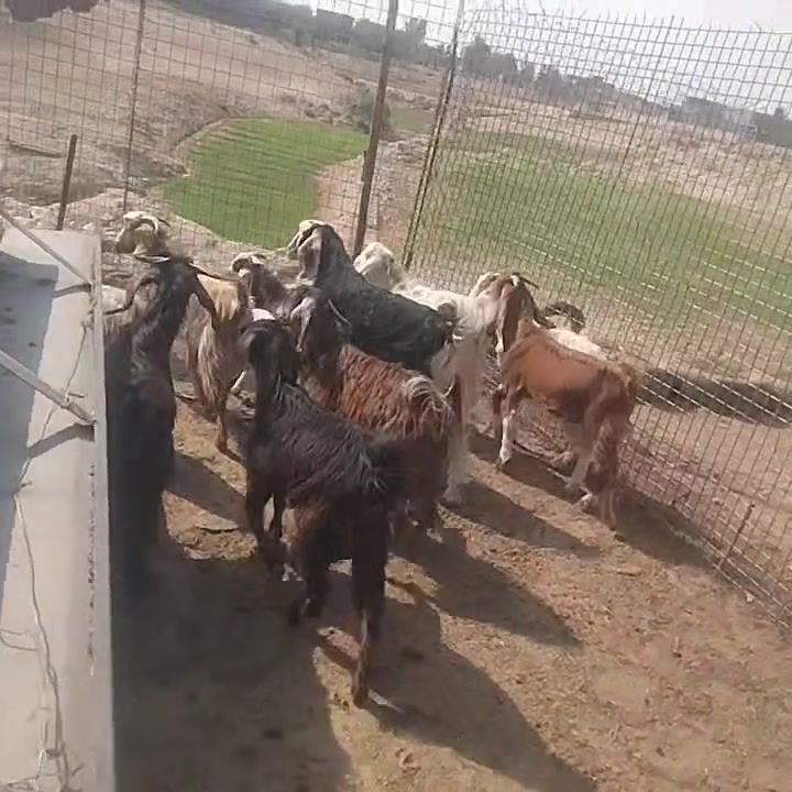 ١٠جدايات • معالفات • حديثه بني داهر
