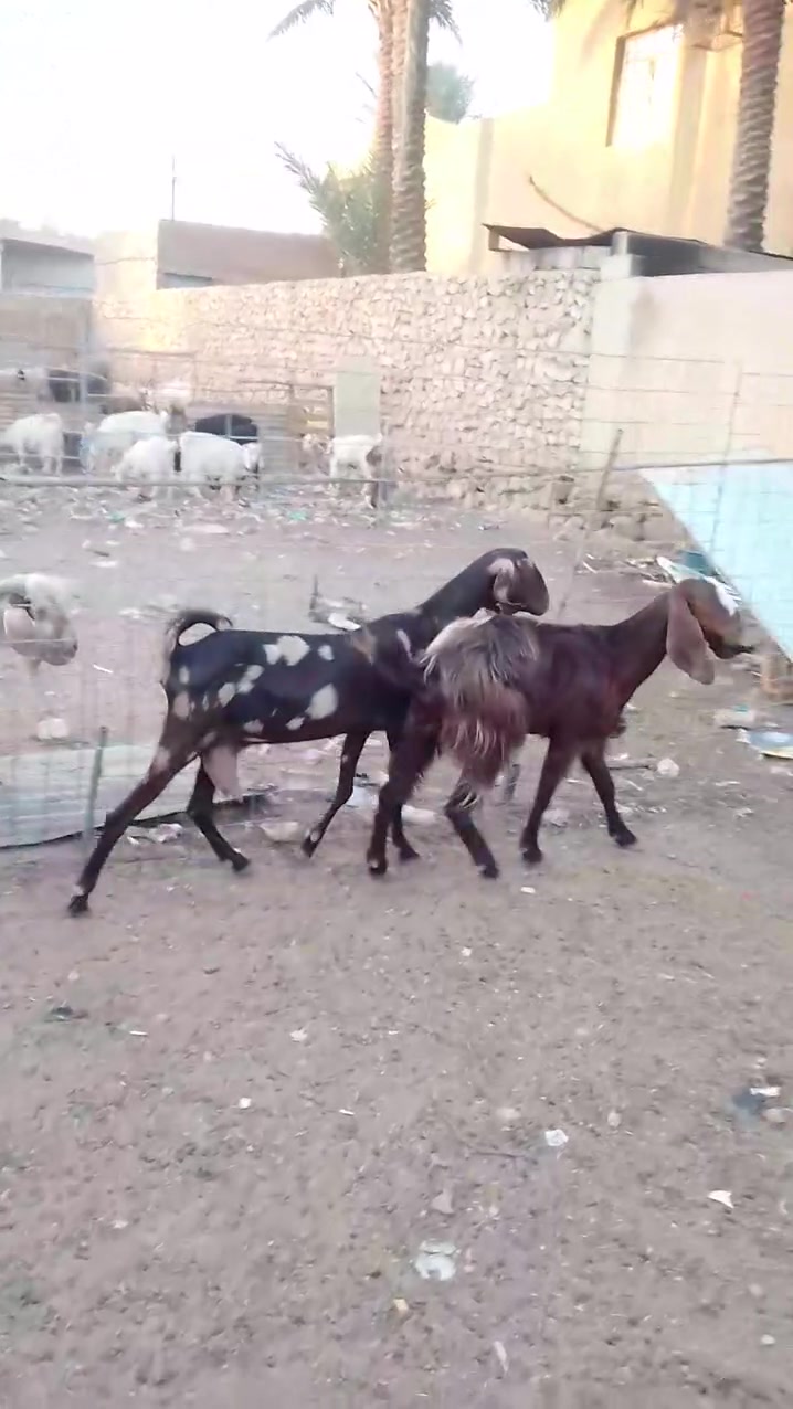بسم الله والصلاة والسلام على رسول الله ماشاء الله تبارك الرحمن 
متاح زوج معزات جذعات حلوات ومرتبات وحده مظربه بشامي والثانيه مضربه بفغاني مال جنيه شرط النصاح  #عشار #بحظ #اهلها 
#سعر الزوج ٧٠٠ ألف وبيها مجال بسيط  جداً للشراي 
الاستفسار الاتصال على الرقم ***********
#المكان #الانبار #قضاء #هيت #ناحية #كبيس
