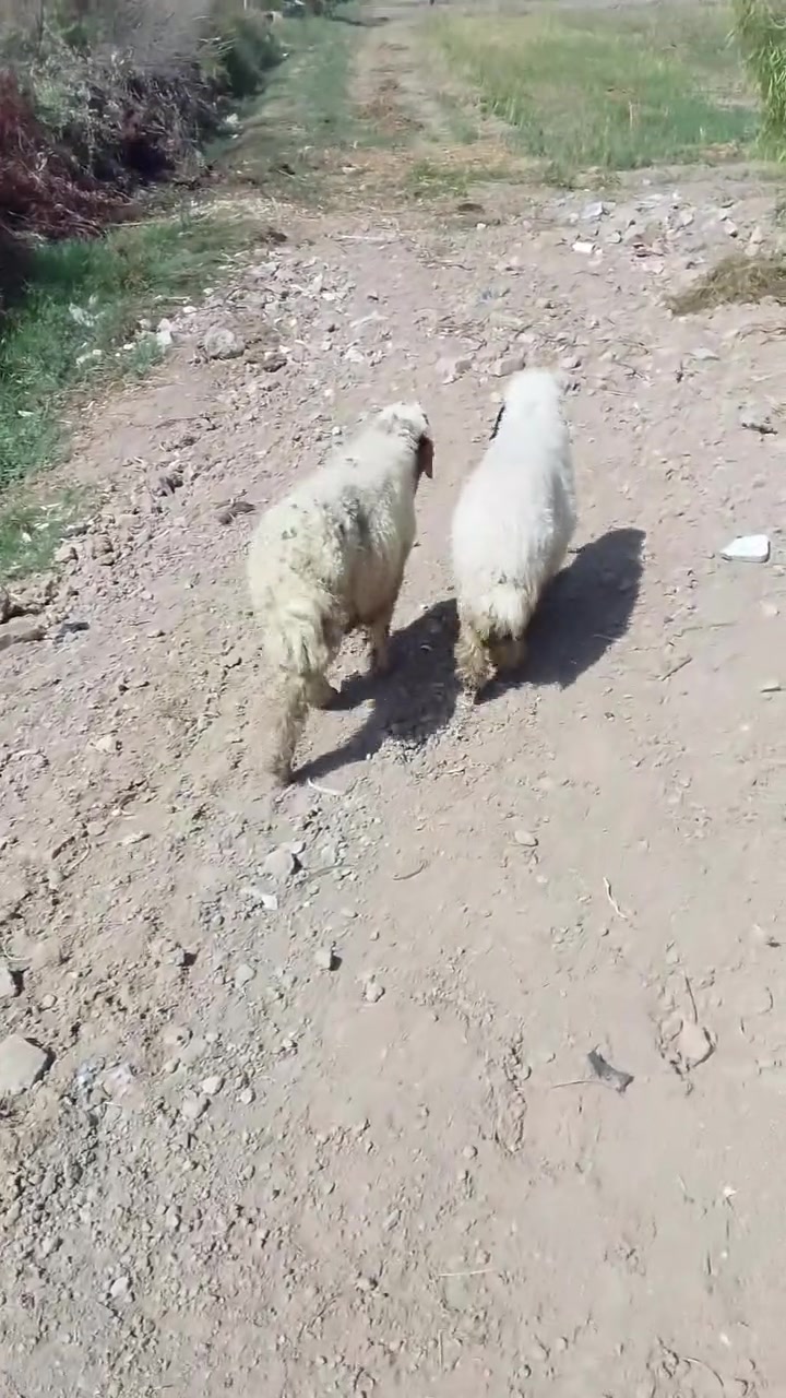 سلام عليكم طلي وفطيمة خير من الله حلوات مالات جني ويرهمن نذر حلال حلو ونضيف وشكة طويلة وطرف حلو سعرهن 560وبيهن مجال بسيط المكان الطارمية ناحية المشاهدة الاستفسار على الرقم ***********,,,,,***********
