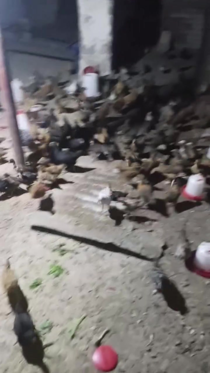 فروخ عرب اصلي العمر 47 يوم كلهن ديوكه العدد 200 فرخ المكان الشرقاط ***********
