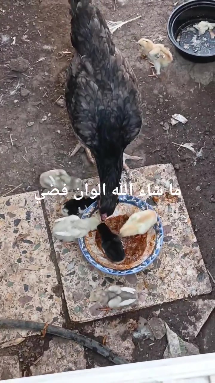 متاح دجاجة ام السبعة افراخ مكاني بغداد التاجي سيطرة الشؤن الاب هراتي اصلي التواصل وتساب فقط *********** عمر ١٦ يوم
