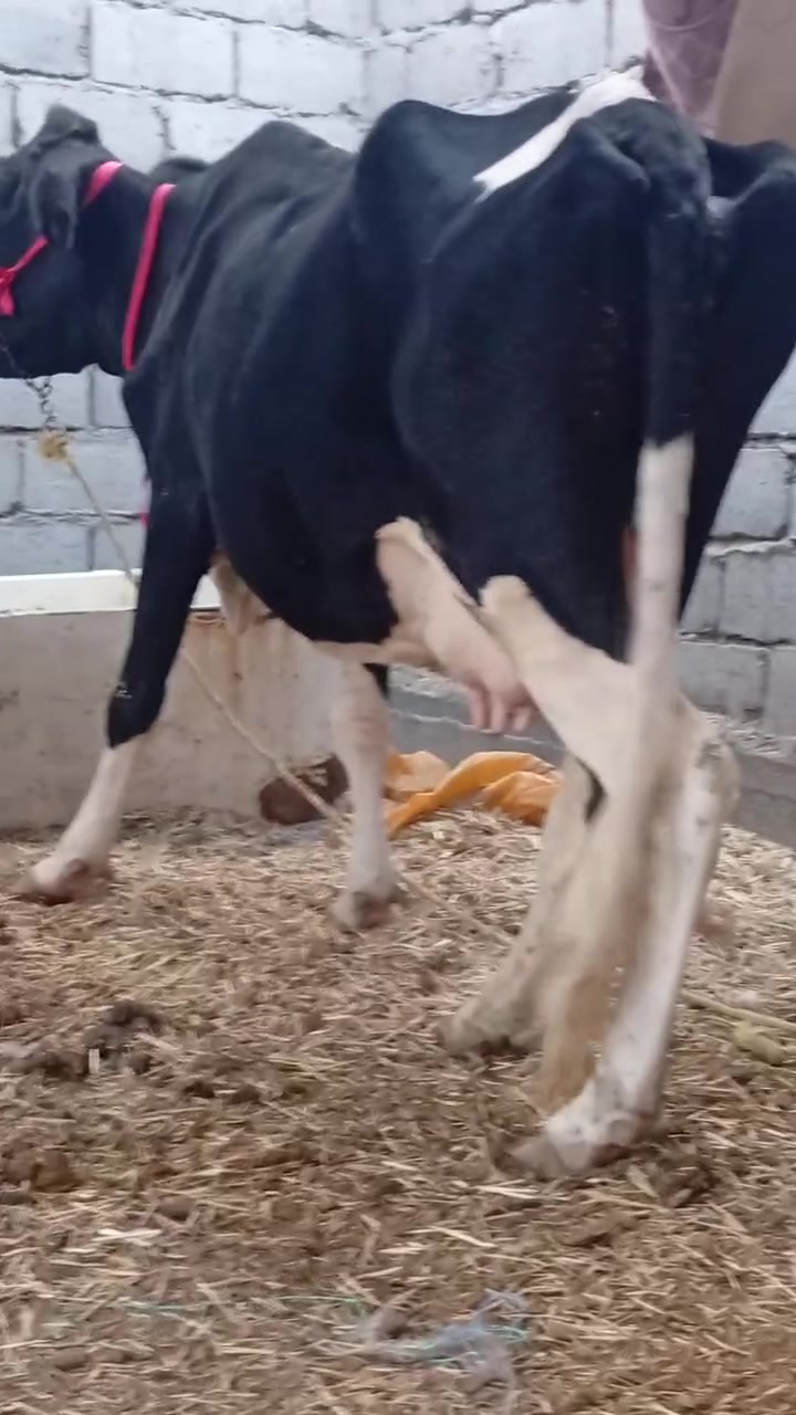 جمه عرموطه • اصلي • توصيل